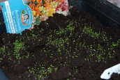 Antirrhinum12days.JPG