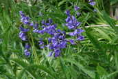 Bluebell4.JPG