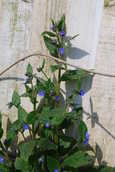 Borage2.JPG