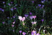 Crocus-SunAndShade.JPG