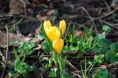 Crocus.JPG