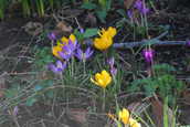 CrocusMixed.JPG