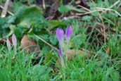 CrocusPurple.JPG