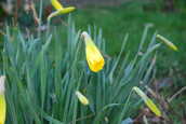 Daffodil.JPG