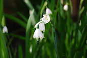 Snowdrop.JPG