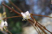 WinterHoneysuckle.JPG