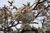 CherryBlossom1.JPG