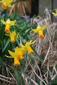 Daffodil.JPG