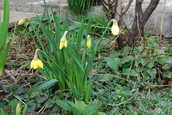 Daffodil2.JPG