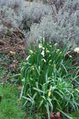 Daffs+Lavender.JPG