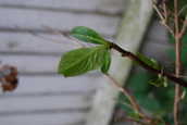 HydrangeaShoot.JPG