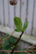 HydrangeaShoot2.JPG