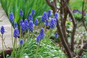 Muscari.JPG