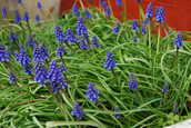 Muscari2.JPG