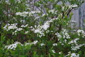 Spiraea1.JPG