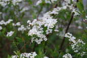 Spiraea2.JPG