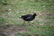 Moorhen.JPG