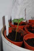 Sunflower14days.JPG