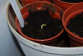 Sunflower7days.JPG